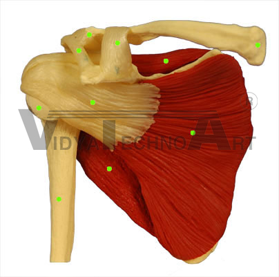 Shoulder: Anterior View